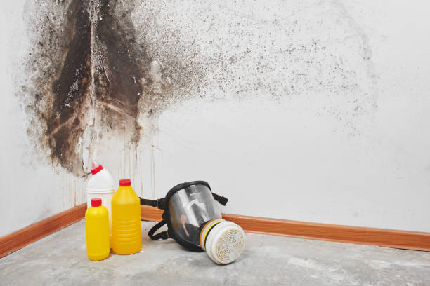 Best Certified Mold Removal  in Chevy Chase View, MD