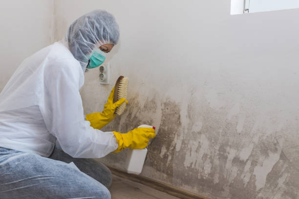 Best Office Mold Removal Services  in Chevy Chase View, MD