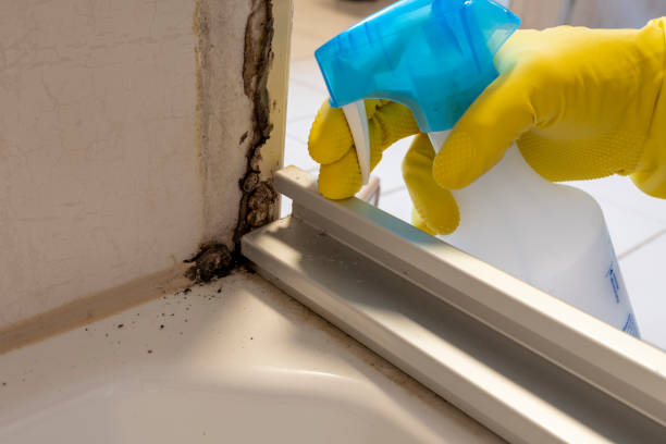 Home Mold Removal in Chevy Chase View, MD