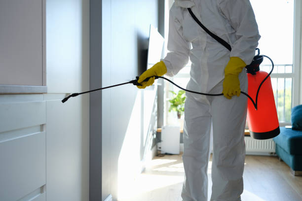 Best Affordable Mold Removal  in Chevy Chase View, MD