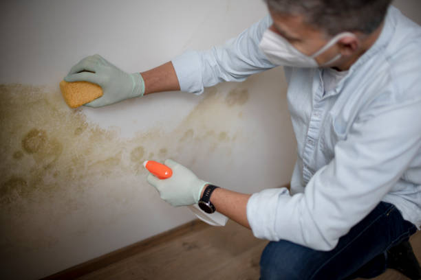 Best Certified Mold Removal  in Chevy Chase View, MD