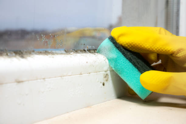 Best Fast Mold Removal  in Chevy Chase View, MD