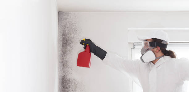 Best Best Mold Removal Companies  in Chevy Chase View, MD