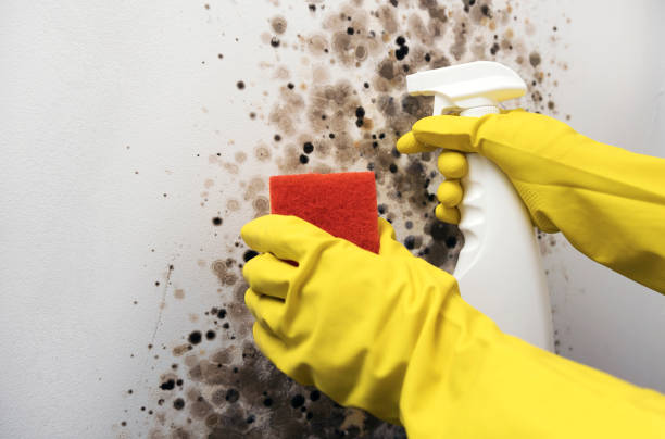 Best Professional Mold Removal  in Chevy Chase View, MD