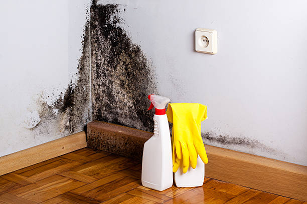 Best Mold Damage Repair  in Chevy Chase View, MD