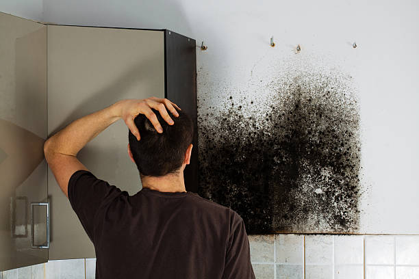 Best Toxic Mold Removal  in Chevy Chase View, MD