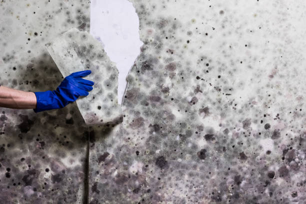 Best Mold Removal Company Near Me  in Chevy Chase View, MD