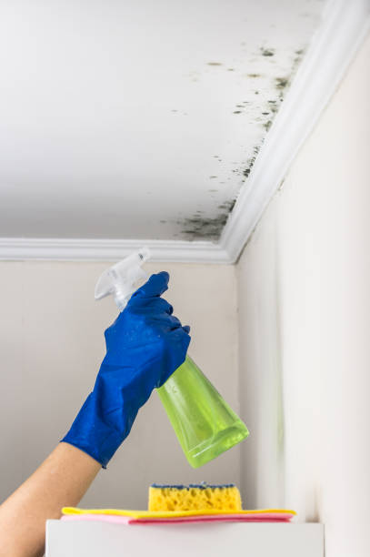 Trusted Chevy Chase View, MD Mold Removal Experts